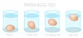 Fresh egg test Finding weekly old flotation sinking experiment. Freshness experiment Vector Royalty Free Stock Photo