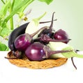 Fresh eggplant or aubergine bringal Royalty Free Stock Photo