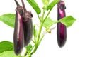 Fresh eggplant or aubergine bringal Royalty Free Stock Photo