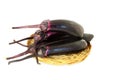 Fresh eggplant or aubergine bringal Royalty Free Stock Photo