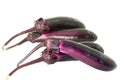 Fresh eggplant or aubergine bringal Royalty Free Stock Photo