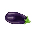 Fresh eggplant in cartoon style. Fresh violet whole vegetable. Farm fresh. Vector illustration isolated on white