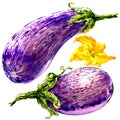 Fresh eggplant graffiti, striped eggplant, two vegetables with flower isolated, watercolor illustration on white