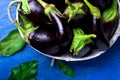 Fresh eggplant in grey basket on blue wooden table.Rustic background. Top view. Copy space. Vegan vegetable. Royalty Free Stock Photo