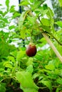 Fresh eggplant on the tree Royalty Free Stock Photo
