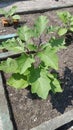 Fresh Eggplant Tree Royalty Free Stock Photo