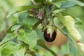 Fresh eggplant on the tree Royalty Free Stock Photo