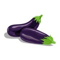 Fresh eggplants group in cartoon style. Fresh violet whole vegetables. Farm fresh. Vector illustration isolated on white