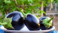 Fresh eggplants and sunset background. Raw Purple Eggplant in a special wicker basket for Eggplant on blurry background Royalty Free Stock Photo