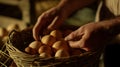 Fresh eggs being carefully examined by farmer hands in rustic setting, showcasing importance of quality in farming Royalty Free Stock Photo