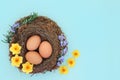 Fresh Eggs in a Bird Nest with Spring Flowers Royalty Free Stock Photo