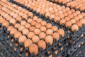 Fresh eggs in black plastic tray for sale on market. Egg panels arranged on a chicken farm Royalty Free Stock Photo