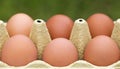 Fresh eggs in carton box, closeup Royalty Free Stock Photo