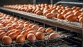 Fresh eggs at the factory transportation automatic production organic raw natural