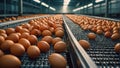 Fresh eggs at the factory transportation automatic production organic