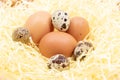 Fresh eggs on the farm in straw - chicken egg and quail egg