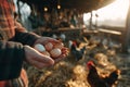 Fresh eggs gathered from farm coop in rustic barnyard setting at sunrise Royalty Free Stock Photo