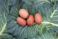 Fresh eggs, local collards. Royalty Free Stock Photo