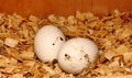 Fresh eggs in the nest. The egg is dirty white in the roots. Chicken egg. The egg is on sawdust. Pictured is two eggs. Copy space