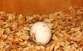 Fresh eggs in the nest. The egg is dirty white in the roots. Chicken egg. The egg is on sawdust. Pictured is one egg. Copy space Royalty Free Stock Photo