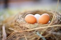 fresh eggs nestled in straw nest Royalty Free Stock Photo