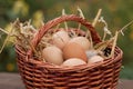 Fresh eggs