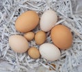 Fresh eggs on reuse shredding paper Royalty Free Stock Photo