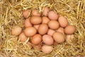Fresh Eggs in Straw Royalty Free Stock Photo