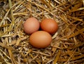 Fresh eggs in chicken straw nest on free range farm Royalty Free Stock Photo