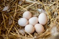 Fresh eggs in a straw nest - close-up Royalty Free Stock Photo