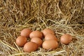 Fresh eggs in straw nest of hen Royalty Free Stock Photo