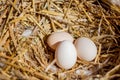 Fresh eggs in a straw nest