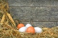 Fresh eggs in straw Royalty Free Stock Photo