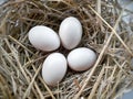 Fresh Eggs in Straw Royalty Free Stock Photo