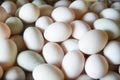 Fresh eggs texture background/ produce eggs fresh from the farm organic - duck egg white Royalty Free Stock Photo