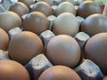033 - Fresh eggs on tray Royalty Free Stock Photo