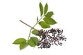 Fresh Elderberries Royalty Free Stock Photo