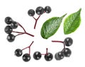 Fresh elderberries and green leaves isolated on white background, top view. Black elderberry fruit Royalty Free Stock Photo