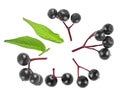 Fresh elderberries and green leaves isolated on white background, top view. European black elderberry fruit Royalty Free Stock Photo