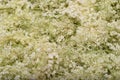 Fresh elderflower branch as background Royalty Free Stock Photo