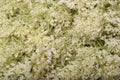 Fresh elderflower branch as background Royalty Free Stock Photo