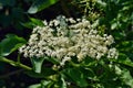 Fresh elderflower Sambucus nigra