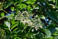 Fresh elderflower Sambucus nigra