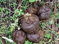 Fresh elephant dung excrement Royalty Free Stock Photo