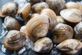 Fresh enamel venus shell edible saltwater clams Royalty Free Stock Photo