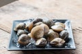 Fresh enamel venus shell edible saltwater clams Royalty Free Stock Photo