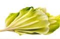 Fresh endive , cut out isolated on white background