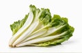 fresh endive, cut out on white background