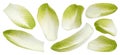 Fresh endive, green chicory salad leaves isolated on white background Royalty Free Stock Photo