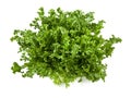Fresh endive lettuce isolated on white background Royalty Free Stock Photo